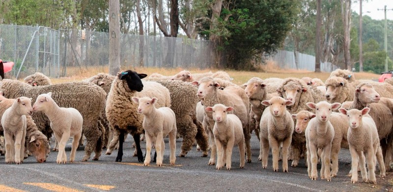 hurlstone-agricultural-img