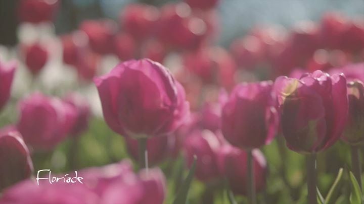 21731809_10155870285408825_3324848029950099761_o