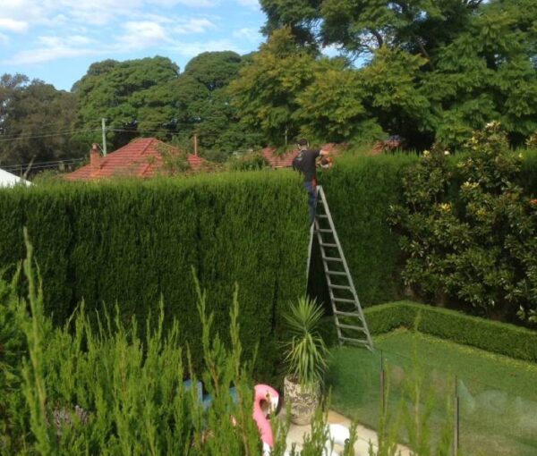 tree triming 600x510 1